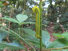 Macroglossum passalus