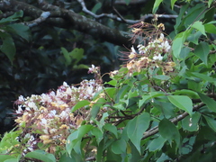 Crateva adansonii formosensis