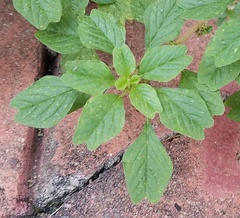 Amaranthus blitum