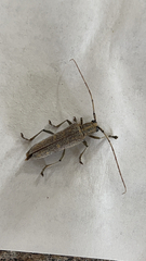 Saperda calcarata
