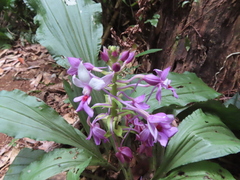 Calanthe dominyi
