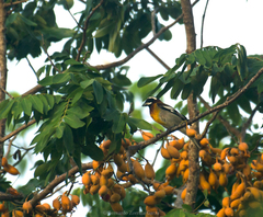 Spindalis zena benedicti