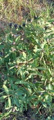 Baptisia lanceolata