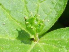 Hydrastis canadensis