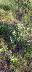 Baptisia lanceolata