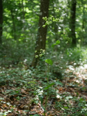 Bupleurum longifolium