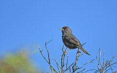 Curruca sarda