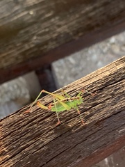 Andreiniimon nuptialis