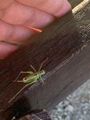 Andreiniimon nuptialis