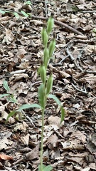 Cephalanthera damasonium