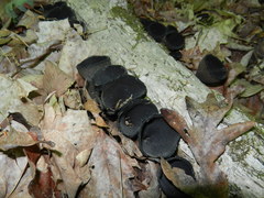 Urnula