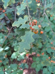 Solanum rubetorum