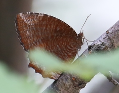 Elymnias hypermnestra hainana