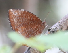 Elymnias hypermnestra hainana