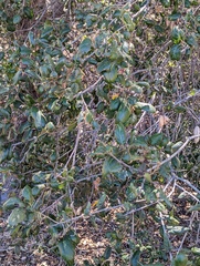 Quercus agrifolia agrifolia