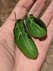 Quercus agrifolia agrifolia