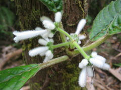 Psychotria schumanniana