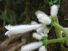 Psychotria schumanniana