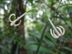 Psychotria goniocarpa