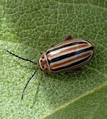 Disonycha punctigera