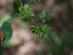 Bupleurum longifolium