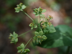 Bupleurum longifolium