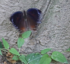 Elymnias hypermnestra hainana