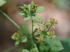 Bupleurum longifolium