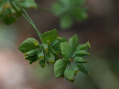Bupleurum longifolium