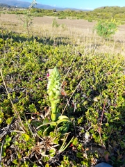 Brachystele unilateralis