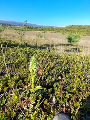 Brachystele unilateralis