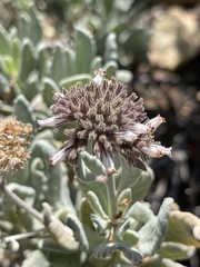 Eriodictyon traskiae