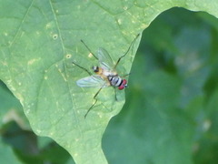 Cholomyia