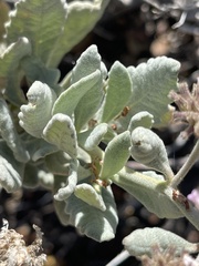 Eriodictyon traskiae