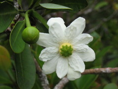 Zygogynum fraterculus