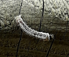 Eupithecia pulchellata