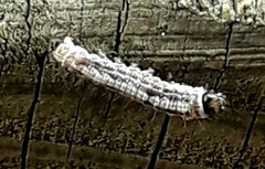 Eupithecia pulchellata