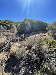 Eriodictyon traskiae