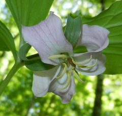 Trillium catesbaei