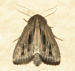 Resapamea stipata