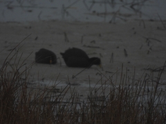 Fulica rufifrons