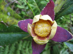 Zygogynum stipitatum