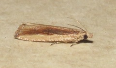 Bactra maiorina