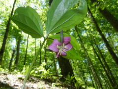 Trillium catesbaei
