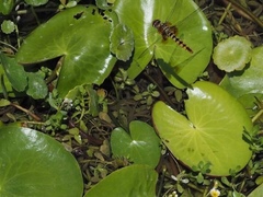Urothemis signata insignata
