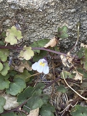 Cymbalaria muralis