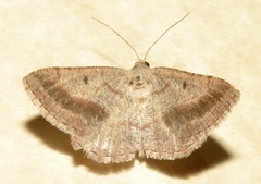 Digrammia subminiata