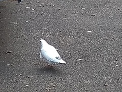 Columba livia domestica