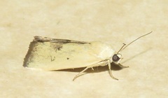 Ponometia tortricina