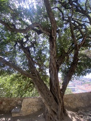 Ceratonia siliqua